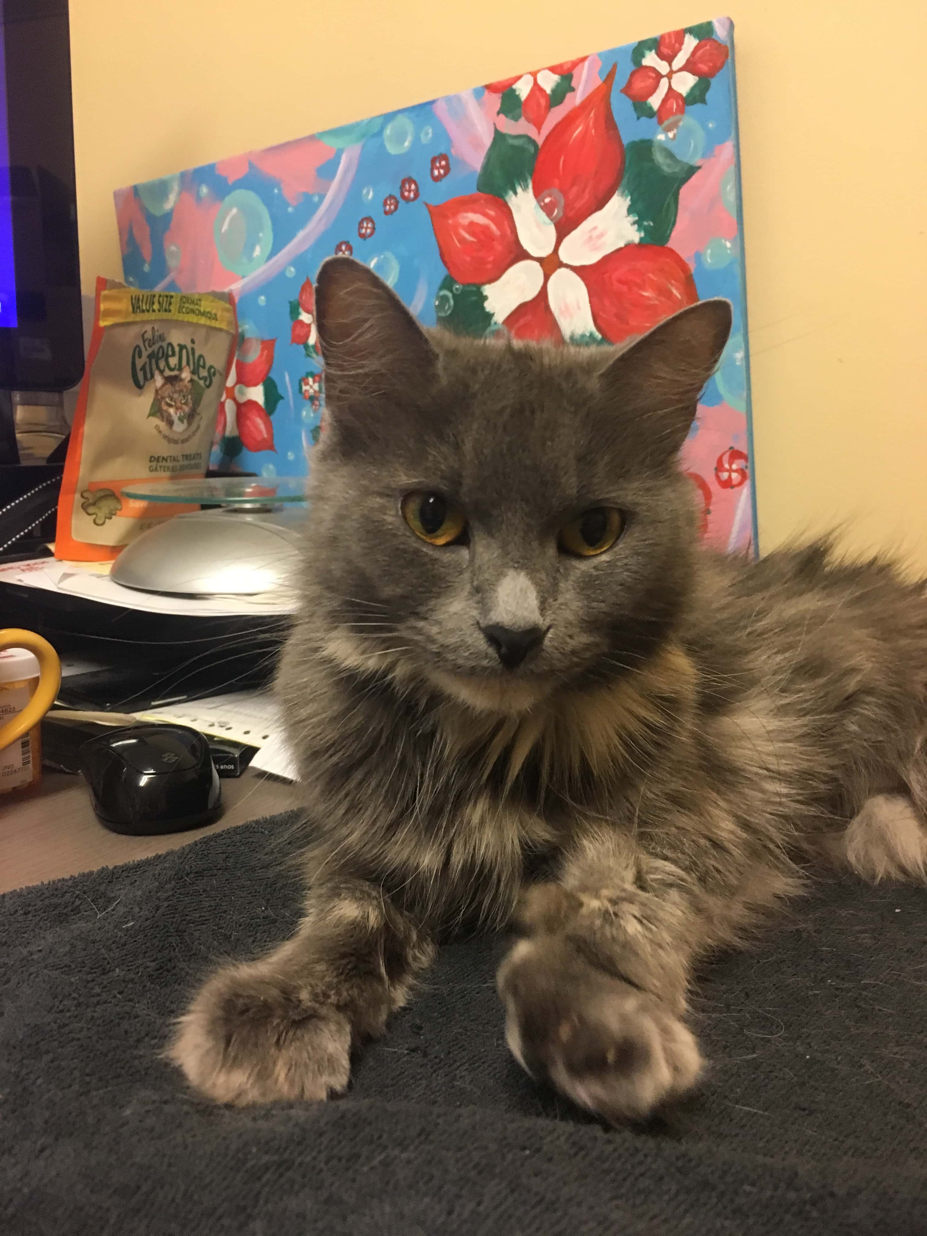The Beautiful Shinx