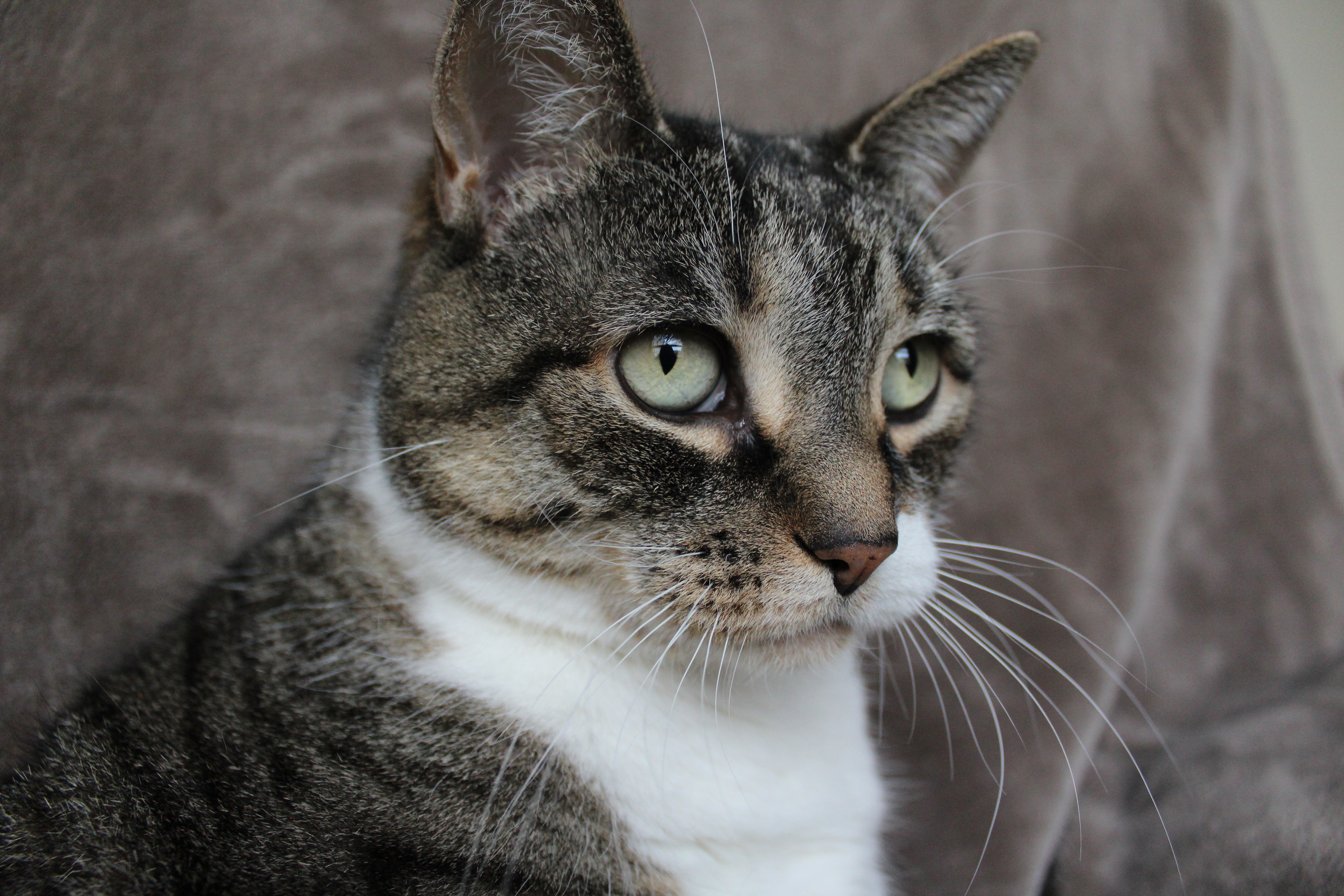 Gracie