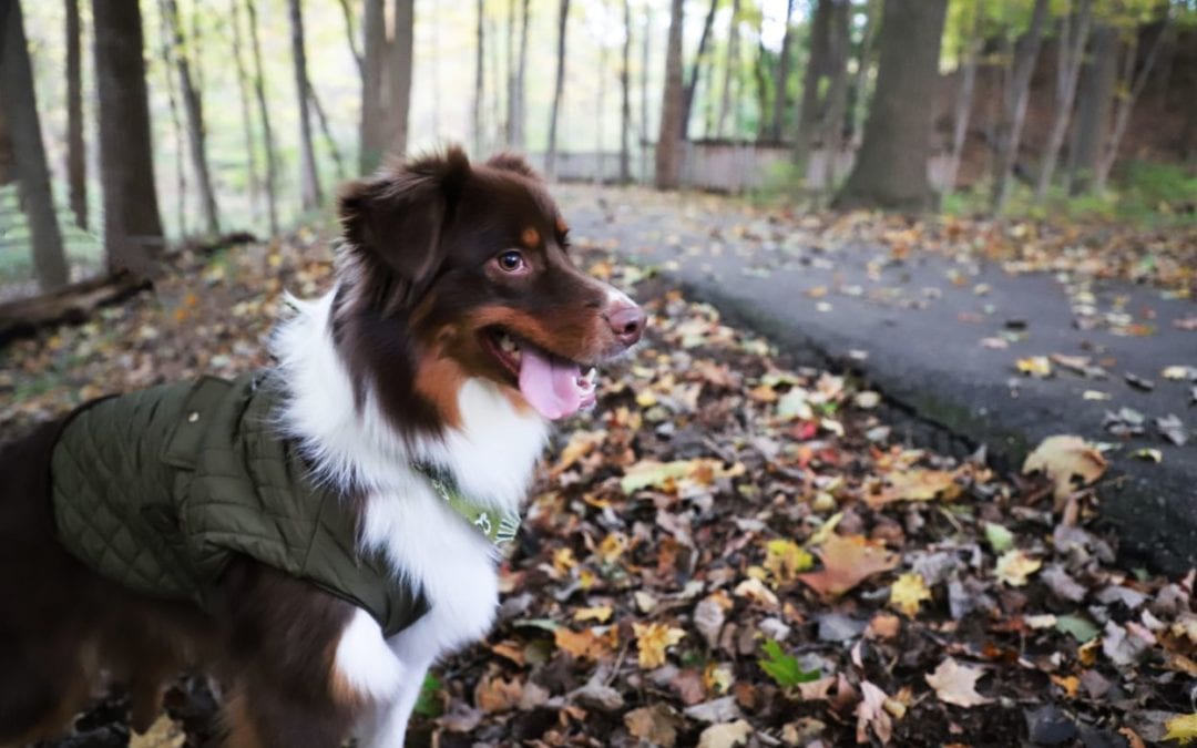 Fall Safety Tips For Your Pet