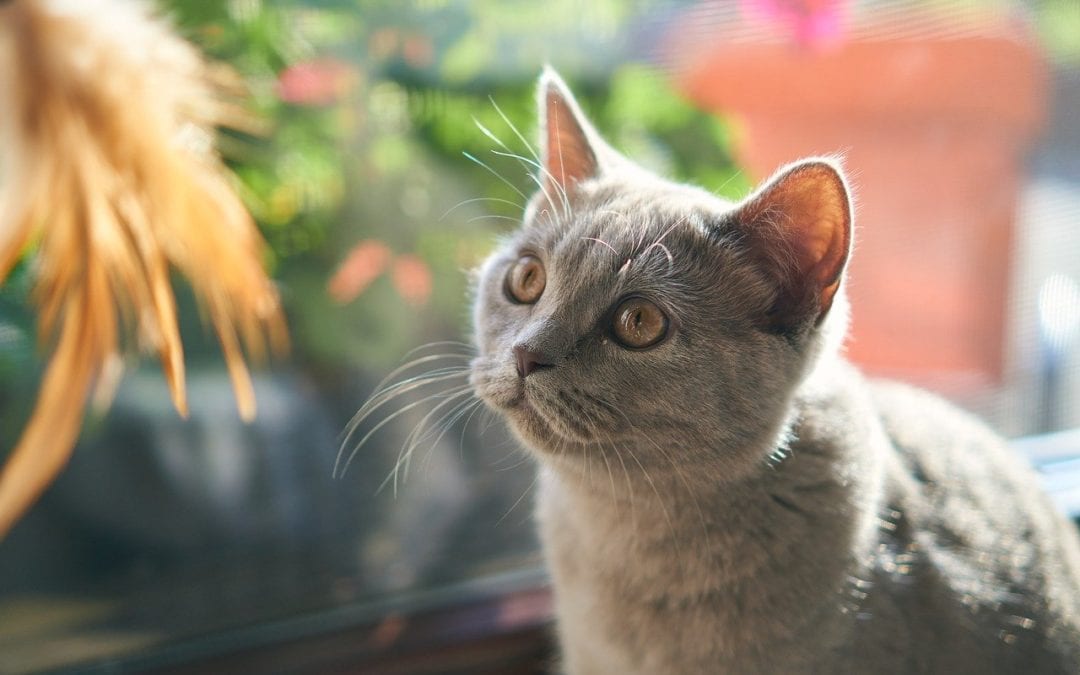 5 Ways to Enrich Your Indoor Cat’s Environment