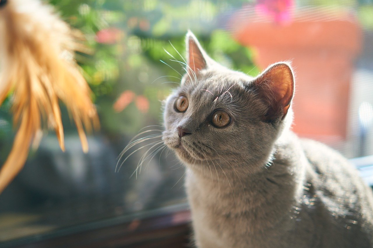 5 Ways to Enrich Your Indoor Cat’s Environment Beaches Animal Hospital