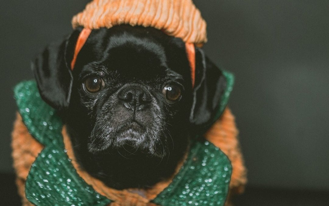 Halloween Costume Safety Tips for Your Pet