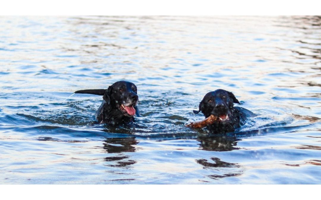 Water Safety Tips for Your Pet
