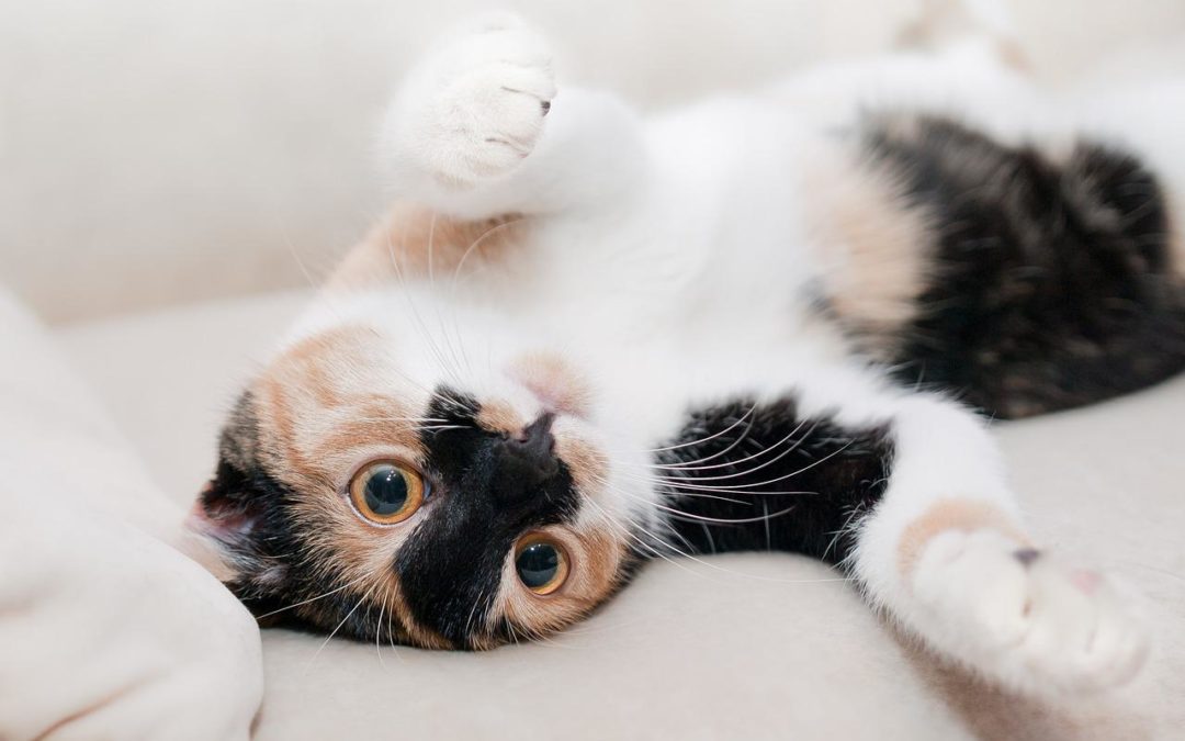 Why Cats Need Routine Wellness Care