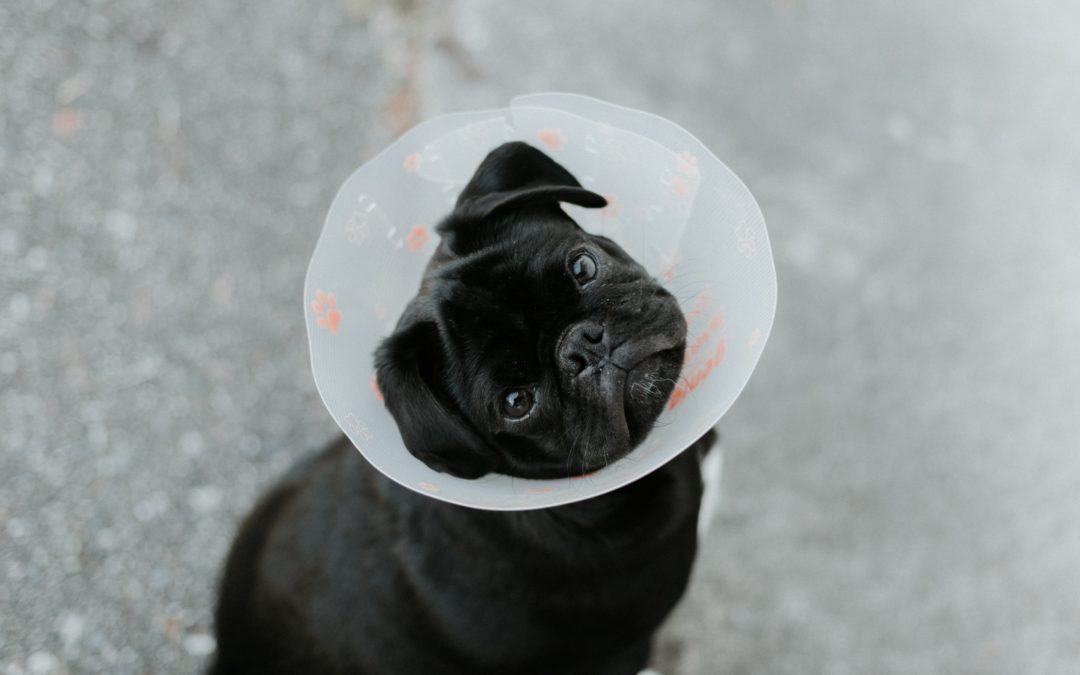 Black pug looking at the camera with a cone around their head