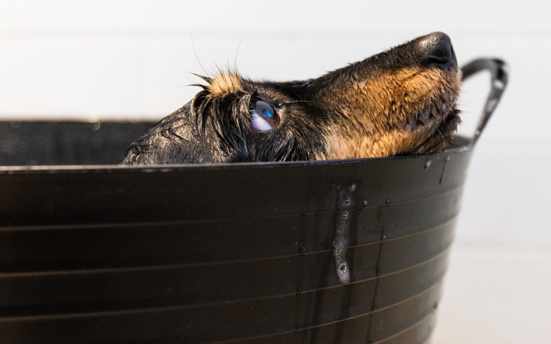 Discovering the Perfect Shampoo for Your Canine’s Bathing Routine