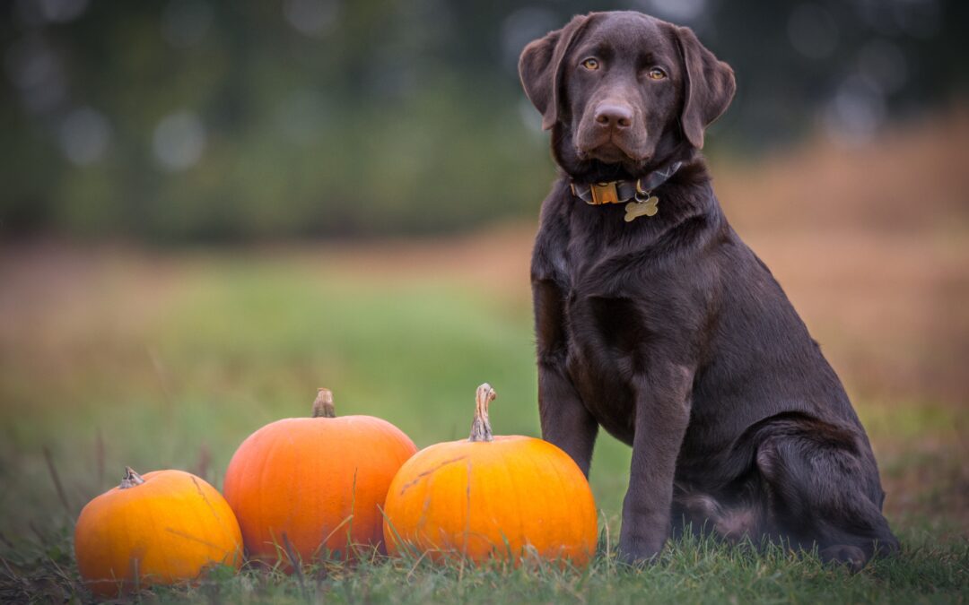 Ensuring a Stress-Free Thanksgiving Celebration with Your Furry Friend